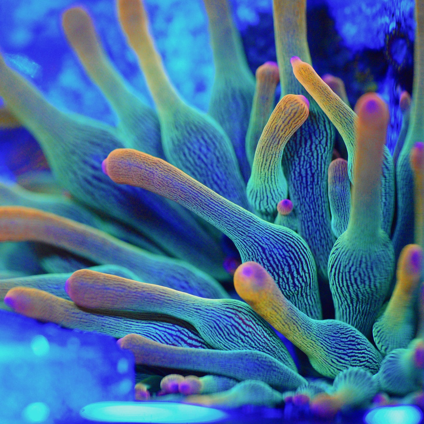 WYSIWYG BTS Holy Grail Bubble Tip Anemone