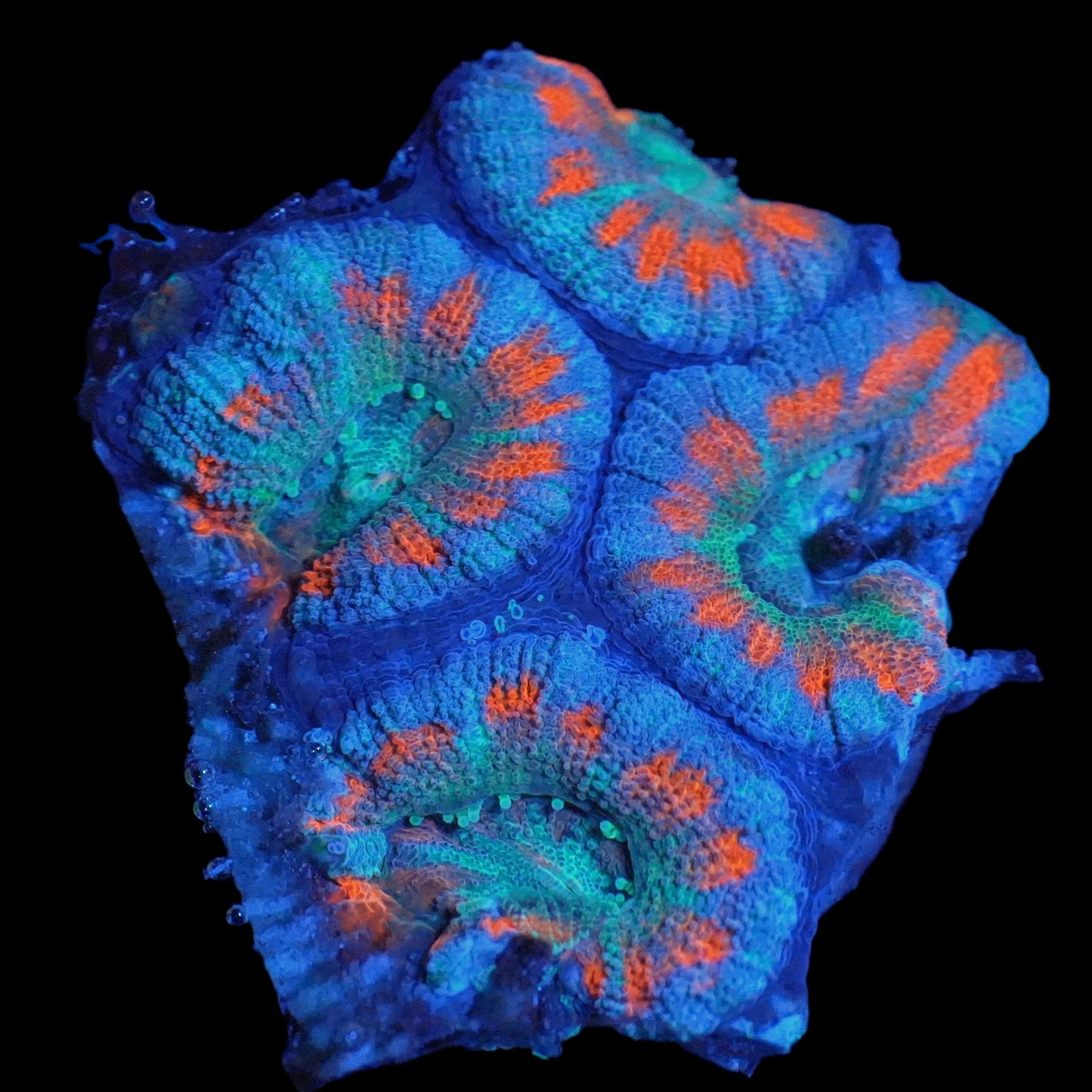 WYSIWYG Bluey Micromussa LPS Mini Colony