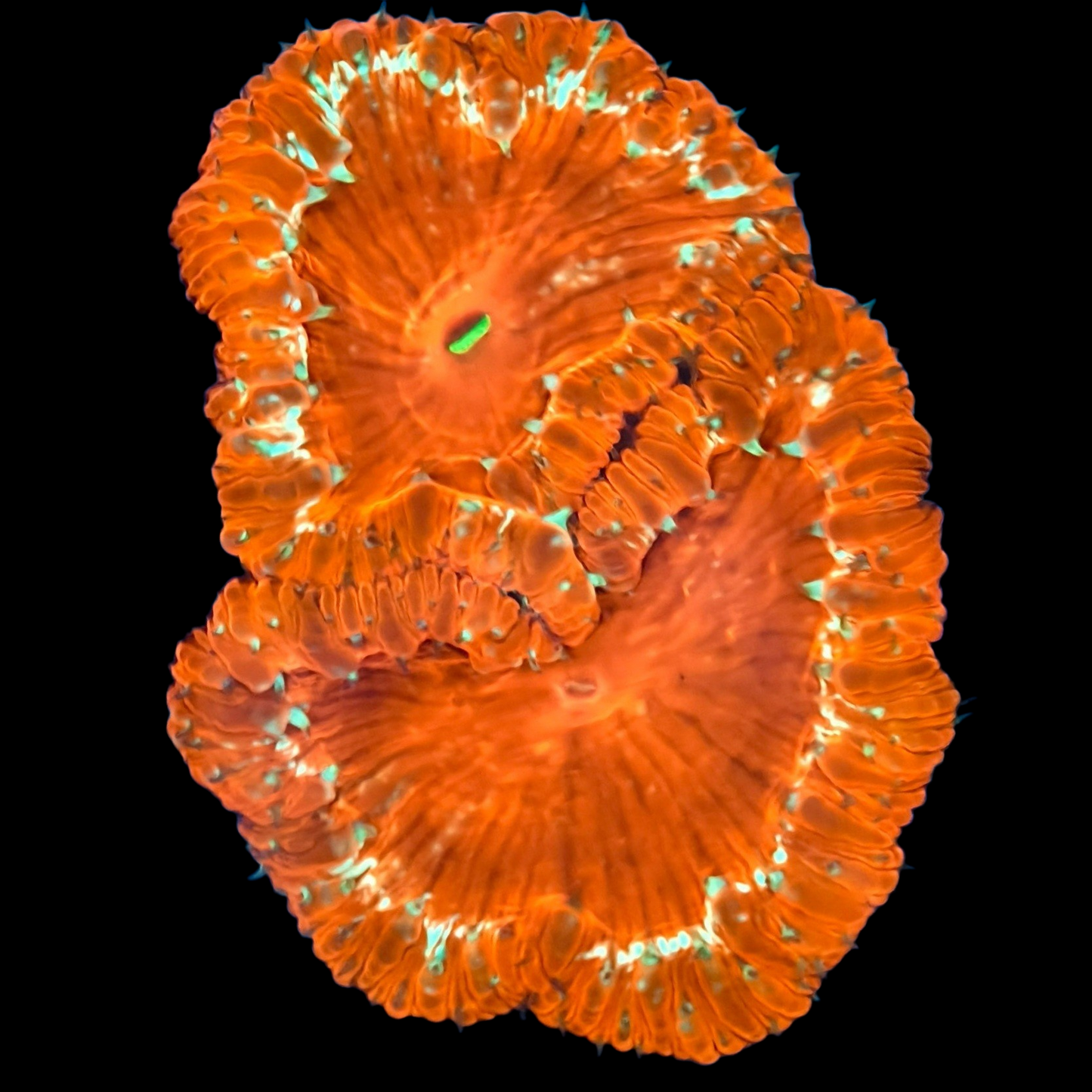 WYSIWYG Gold Rim Blastomussa LPS Coral Colony (M)