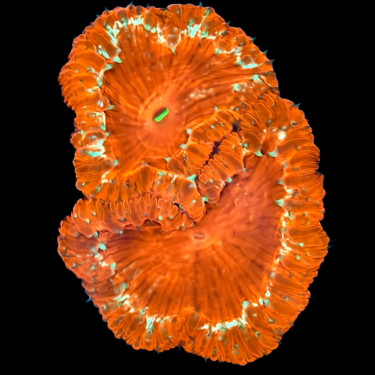 WYSIWYG Gold Rim Blastomussa LPS Coral Colony (M)