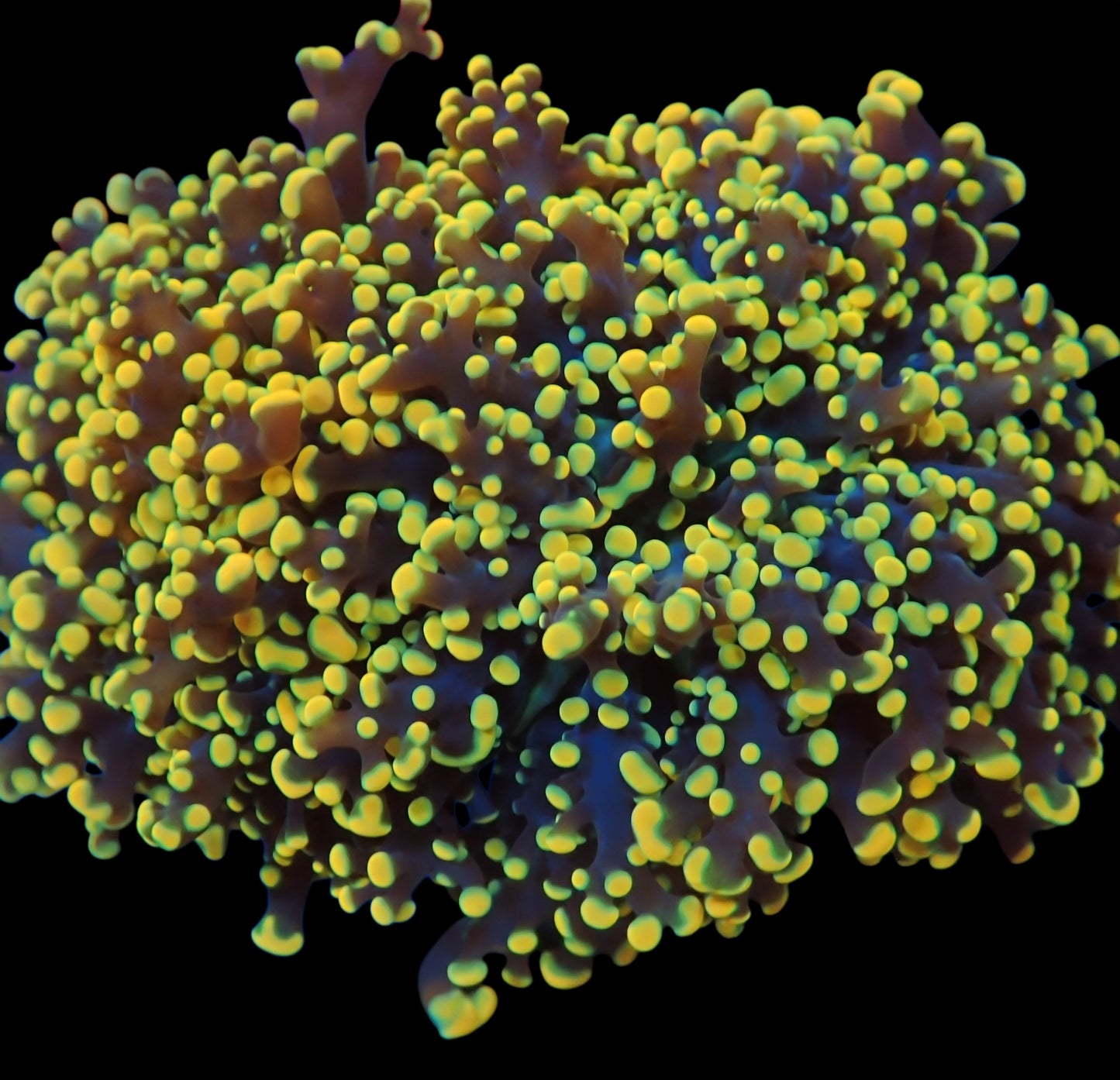 WYSIWYG Bumblebee Branching Frogspawn LPS Coral Frag (2H)