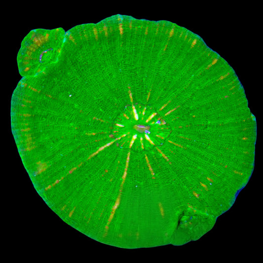 WYSIWYG Aussie Toxic Green Moseleya LPS Coral