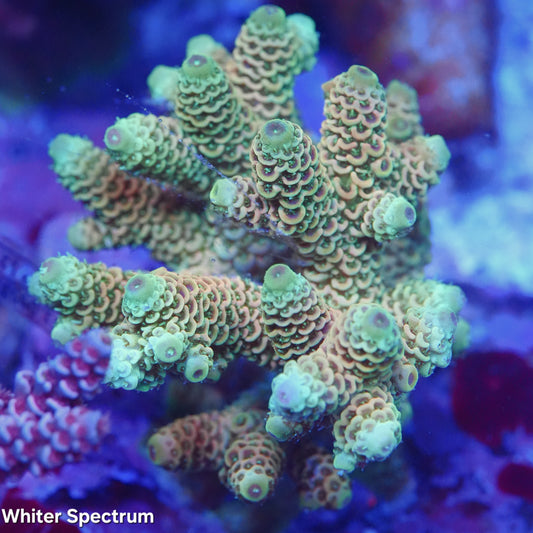 WYSIWYG Indo Aquacultured Sunshine Millepora SPS Colony