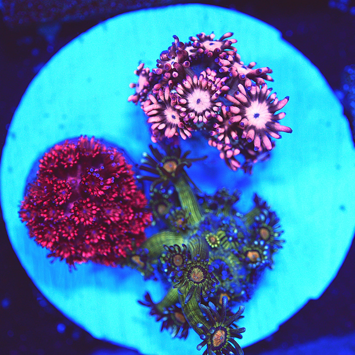 WYSIWYG Goniopora LPS Garden (1)