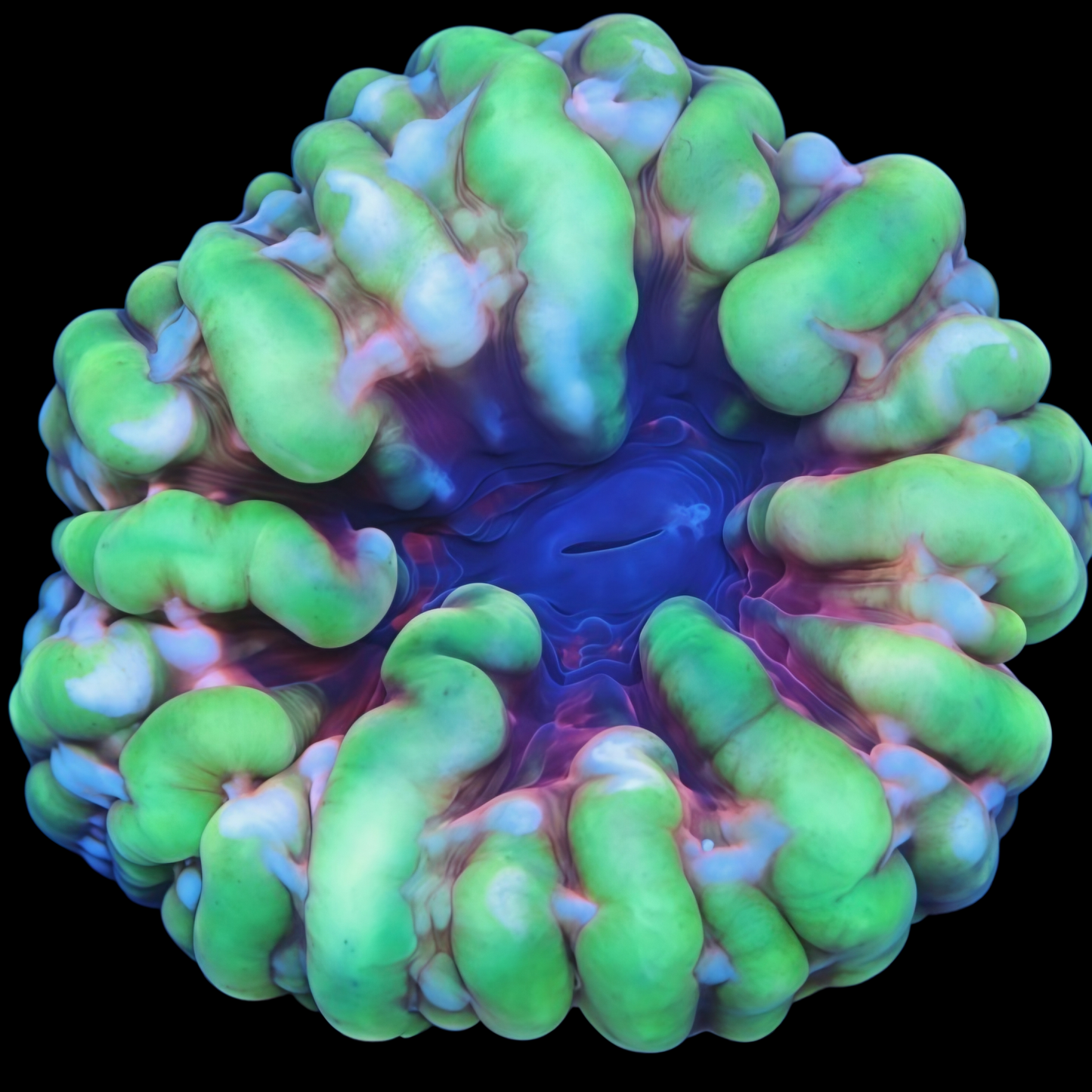 WYSIWYG Strawberry Shortcake Cynarina LPS Coral (M)