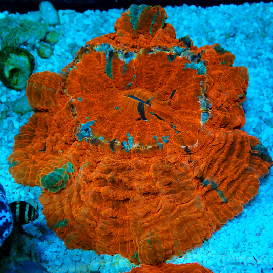 WYSIWYG- Indo Red
Hot Acanthophyllia