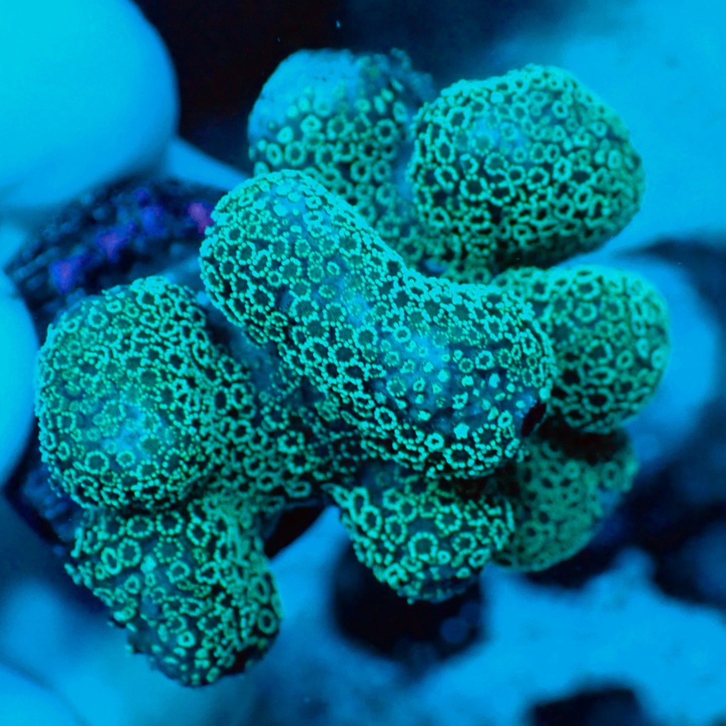 WYSIWYG Rainbow Stylophora Frag