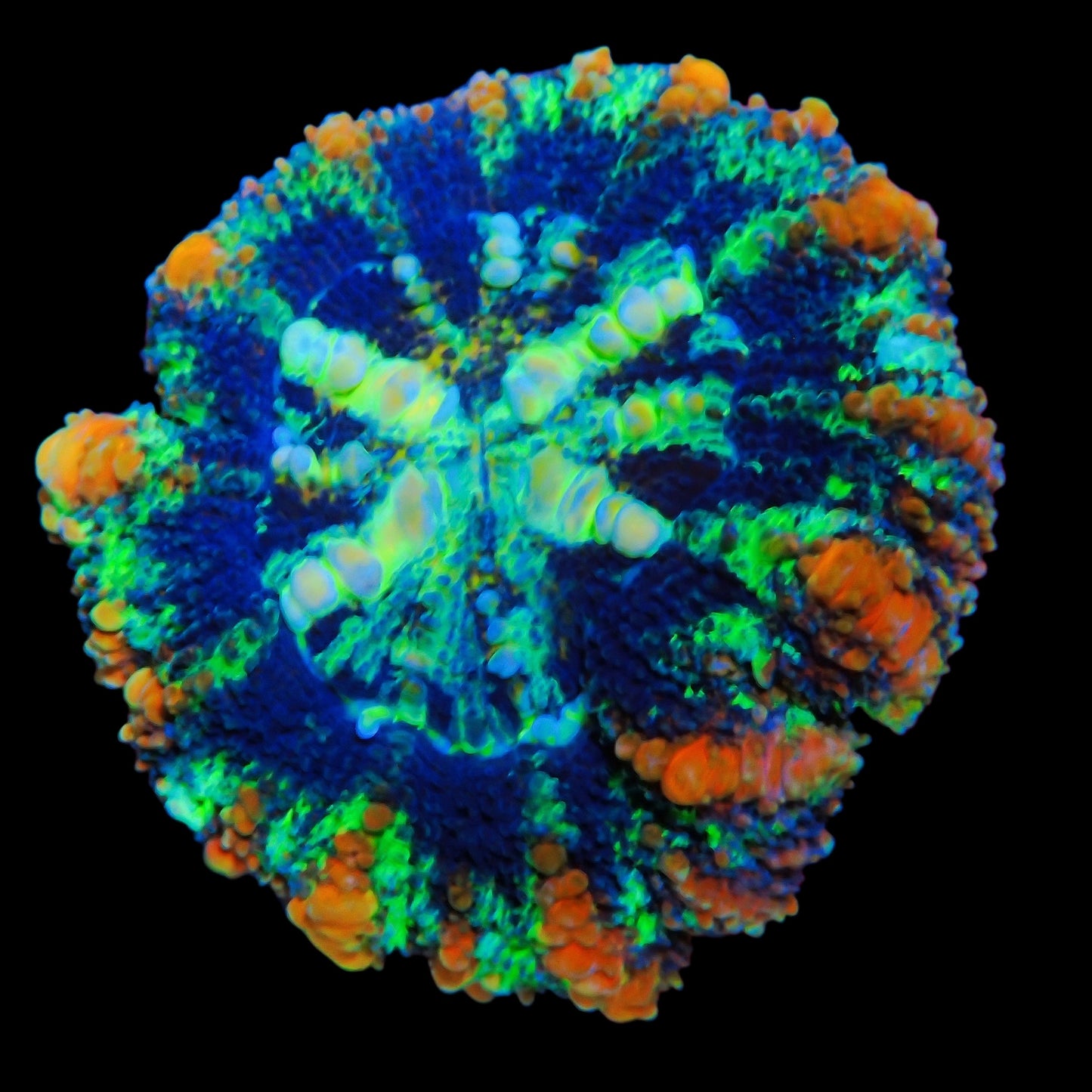 WYSIWYG Aussie Ultra Button Scolymia LPS Coral