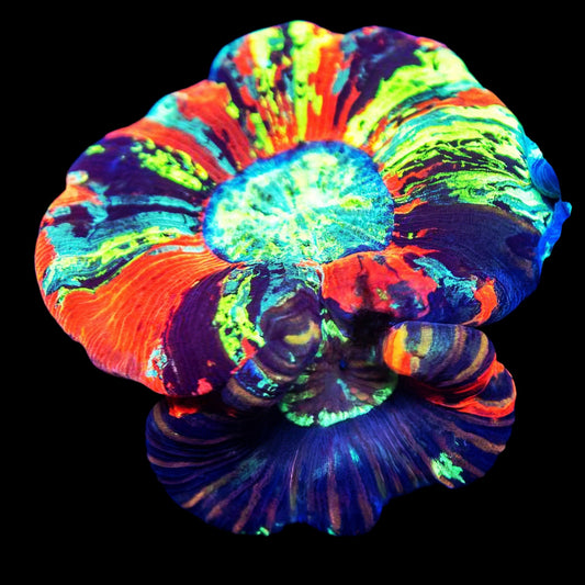 WYSIWYG Taste the Rainbow Trachyphyllia LPS Coral