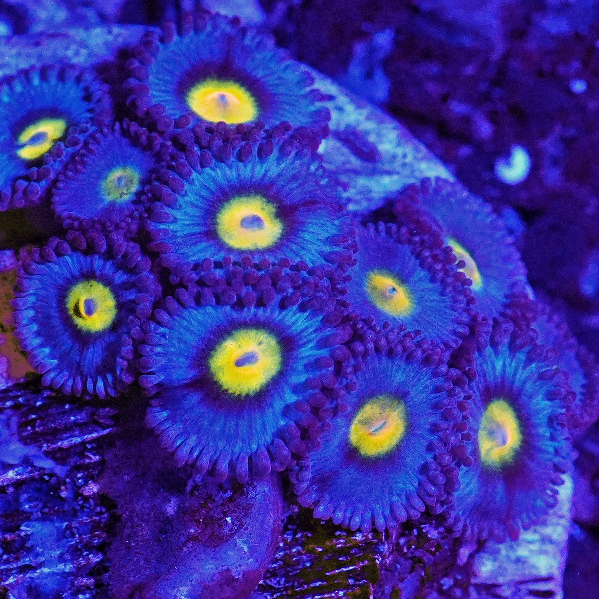 WWC AOI Zoanthids Frag (CUT TO ORDER) (Copy)