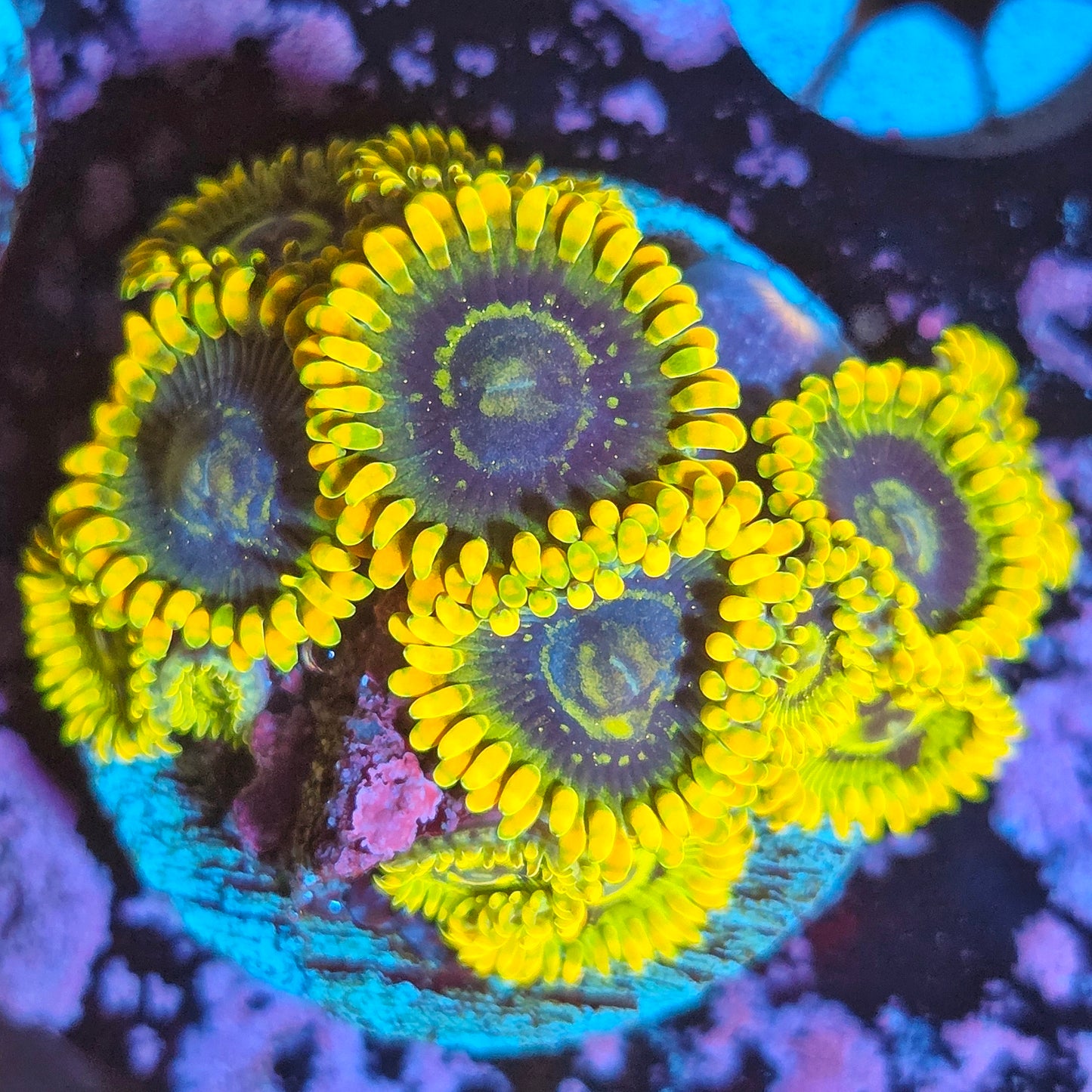 WYSIWYG Rainbow Yoda Zoanthids Frag