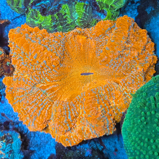 WYSIWYG Supernova Acanthophyllia (ML)