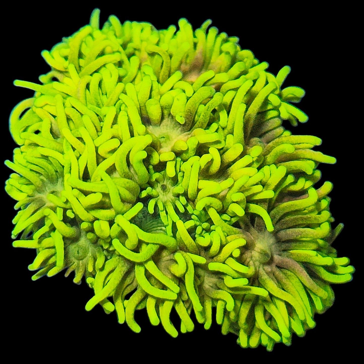 WYSIWYG Toxic Yellow Goniopora LPS Frag