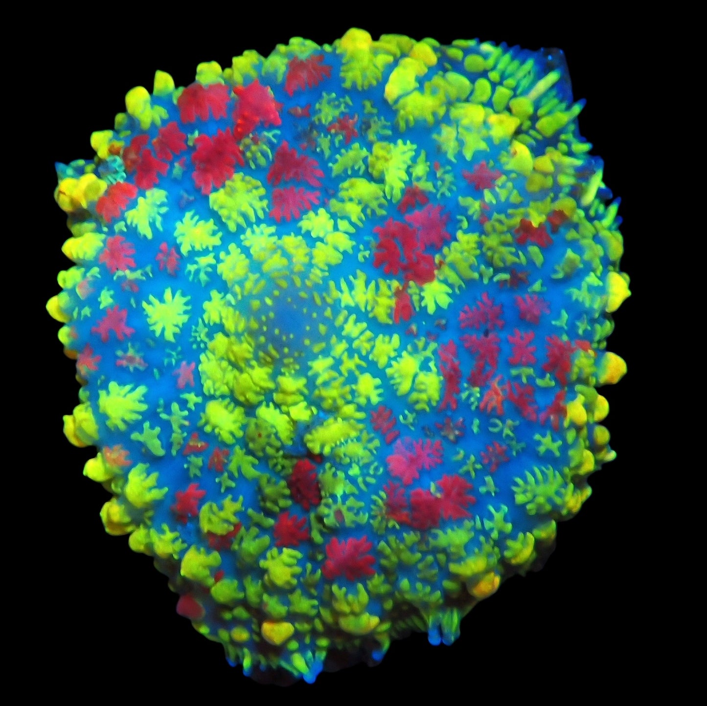WYSIWYG Ultra Mosaic Mushroom Soft Coral