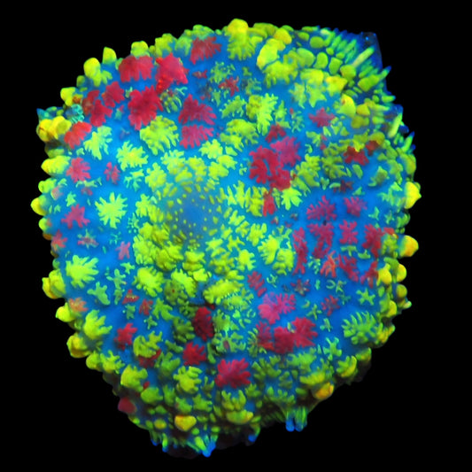 WYSIWYG Ultra Mosaic Mushroom Soft Coral