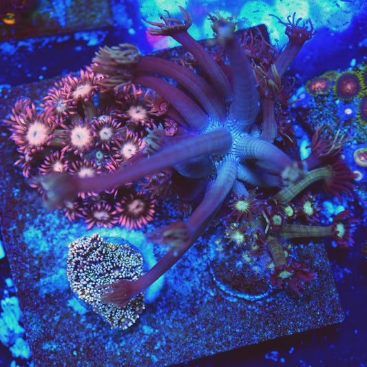 WYSIWYG Goniopora LPS Garden (2)