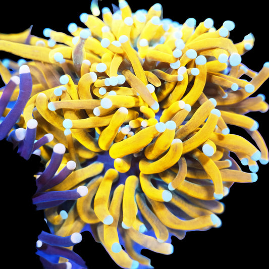 WYSIWYG Malaysian Sun God Torch LPS Colony (2H)