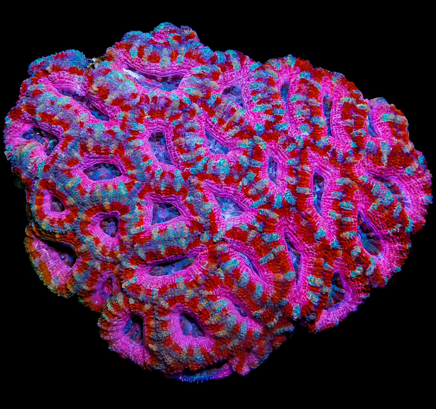 WYSIWYG Aussie Lover's Quarrel Acan Lord LPS Colony
