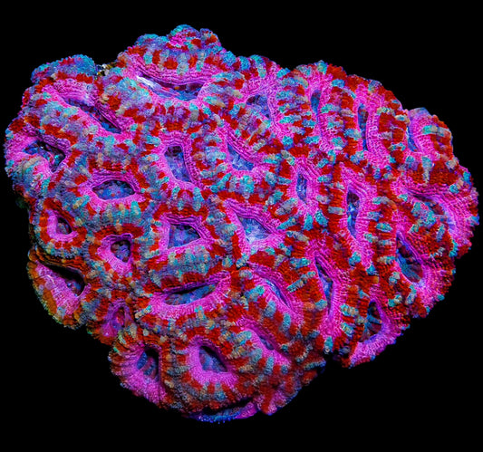 WYSIWYG Aussie Lover's Quarrel Acan Lord LPS Colony