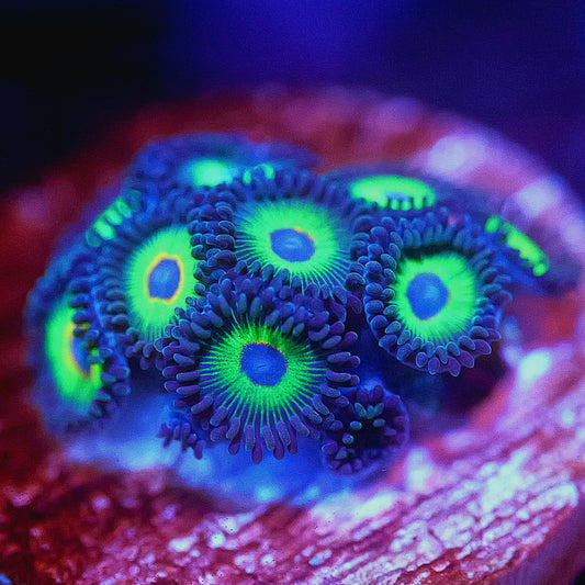 WYSIWYG Bob Marley Zoanthids Soft Coral