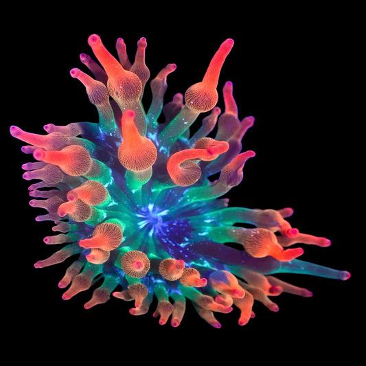 WYSIWYG ECC Nexus Burst Bubble Tip Anemone