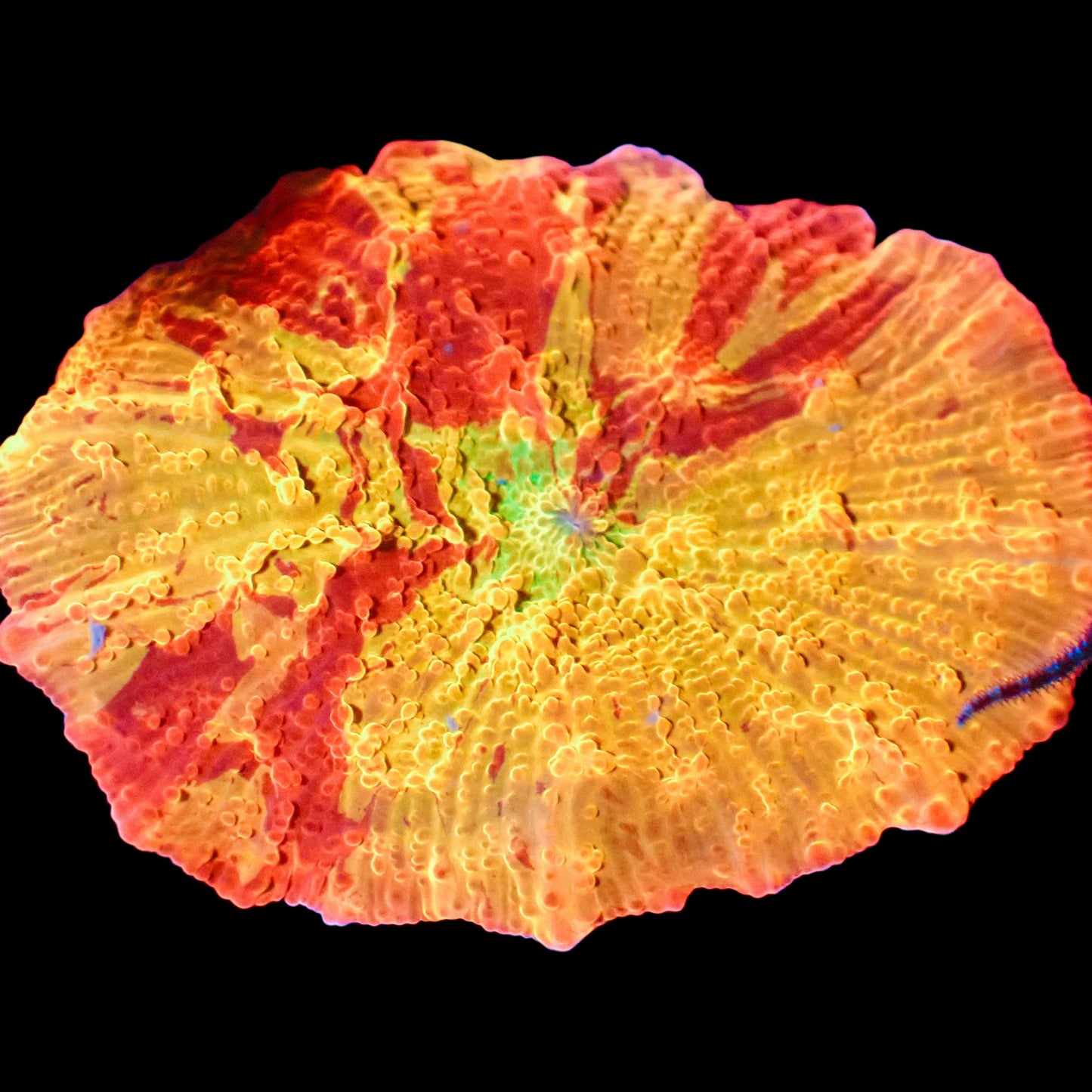 WYSIWYG Electus Jawbreaker Mushroom Soft Coral (M)