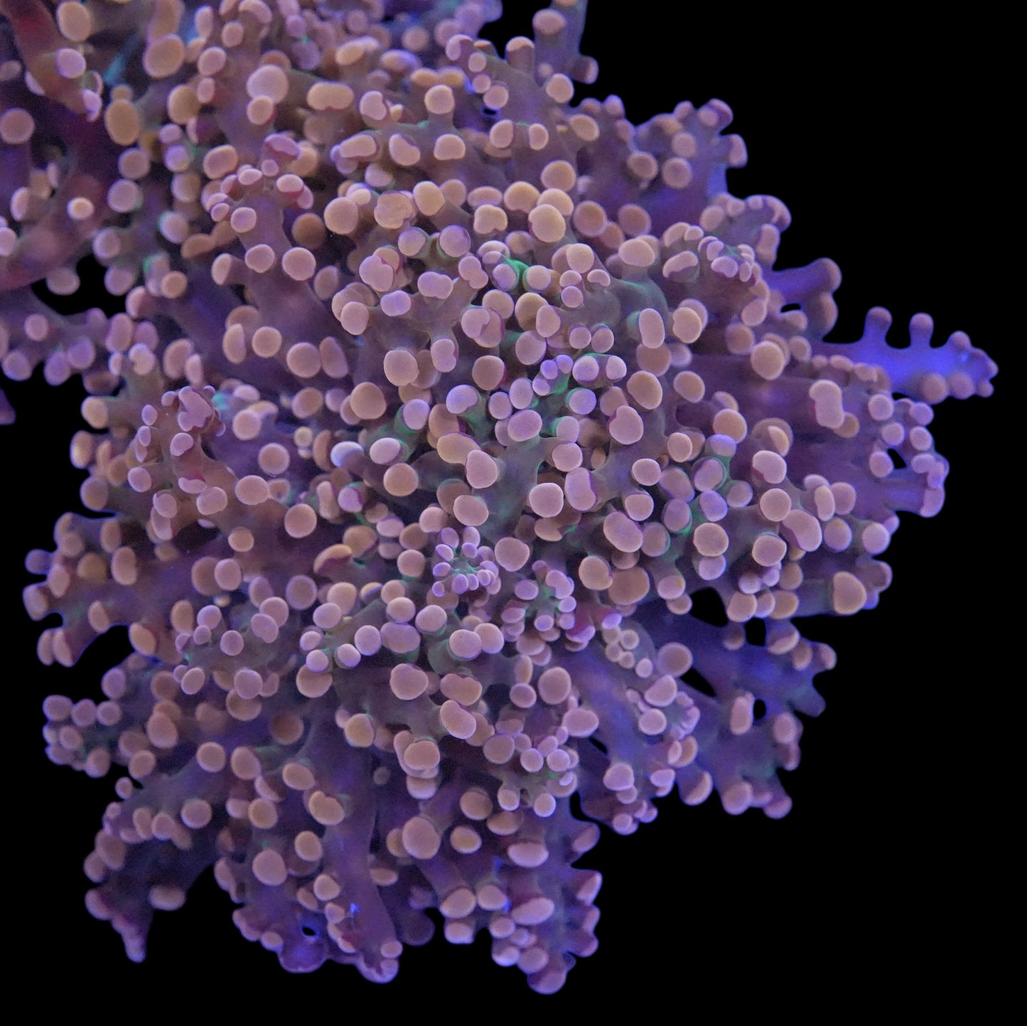 WYSIWYG Crème de la Crème Branching Frogspawn LPS Coral Frag (2H)
