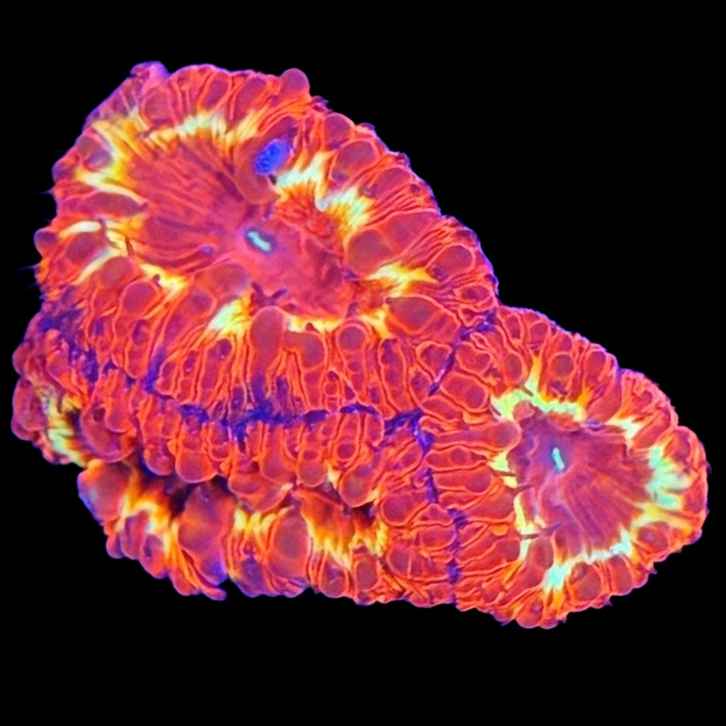 WYSIWYG Ring of Fire Blastomussa LPS Coral Frag