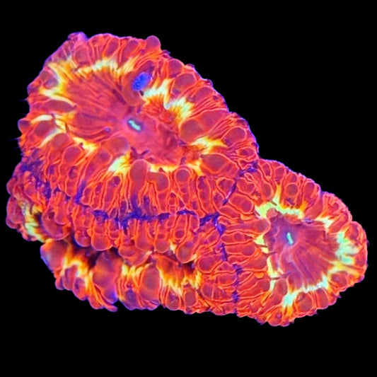 WYSIWYG Ring of Fire Blastomussa LPS Coral Frag