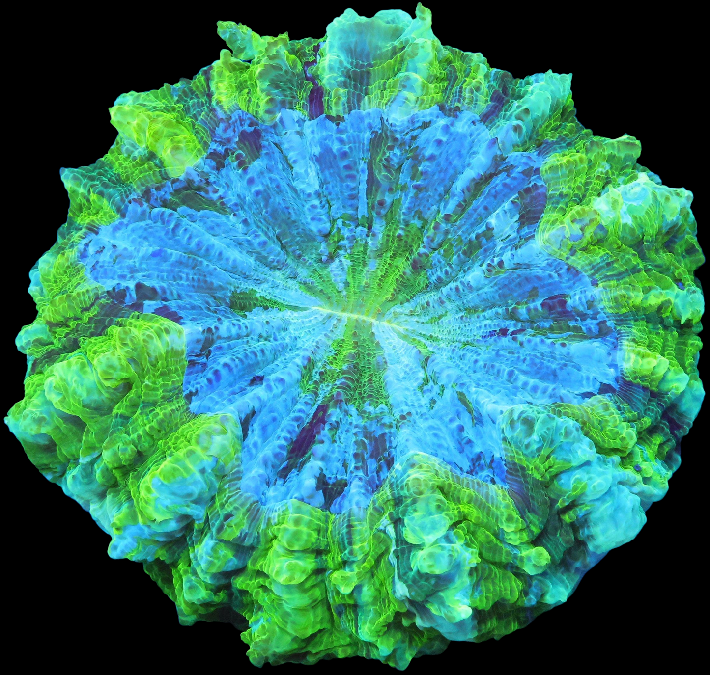 WYSIWYG - Aussie Lemon Lime Acanthophyllia (L)