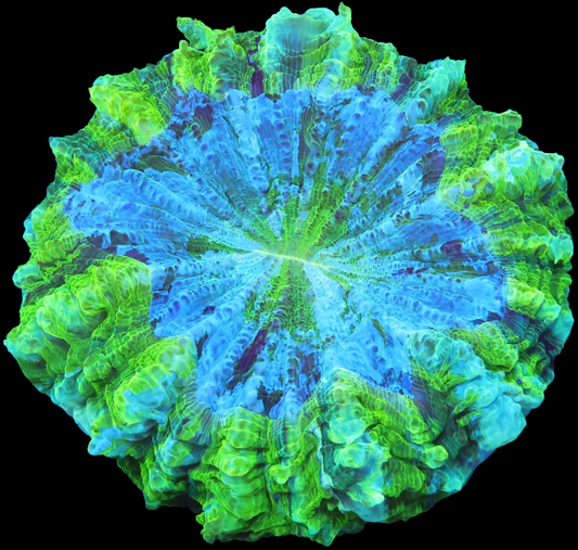 WYSIWYG - Aussie Lemon Lime Acanthophyllia (L)