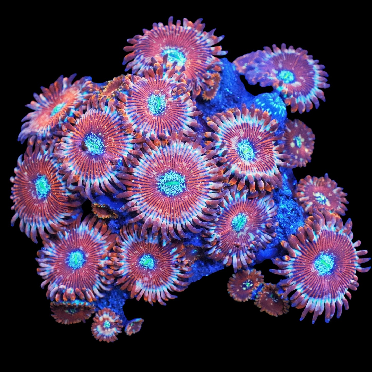 Ultra Magician Zoanthids Frag (CUT TO ORDER)
