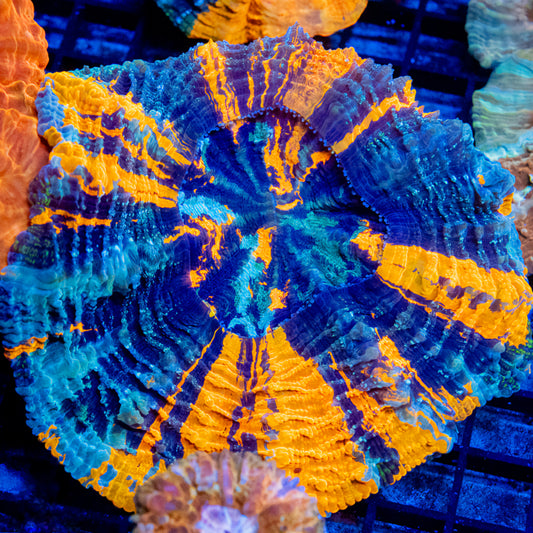 WYSIWYG- Indo War Paint Acanthophyllia