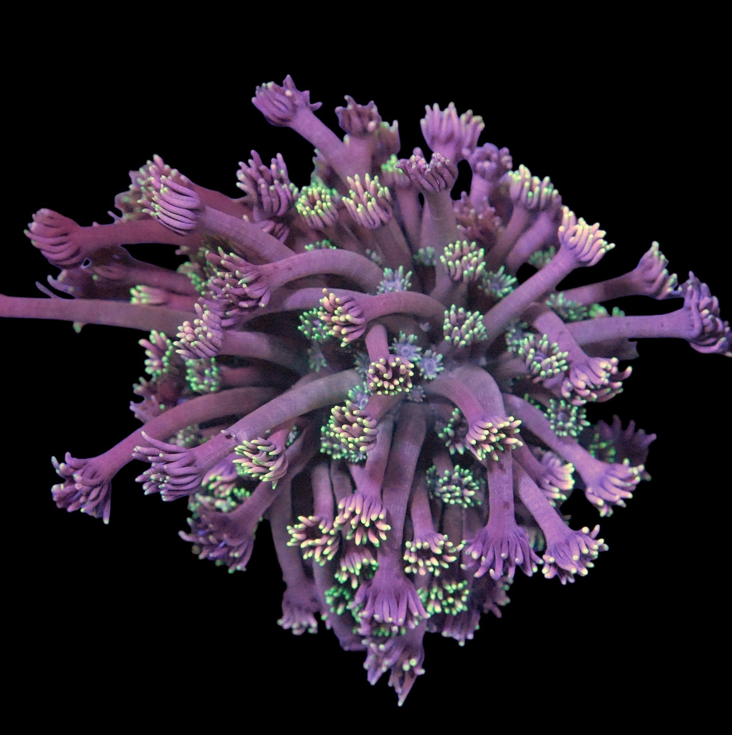 WYSIWYG Dreamy Goniopora LPS Colony (M)