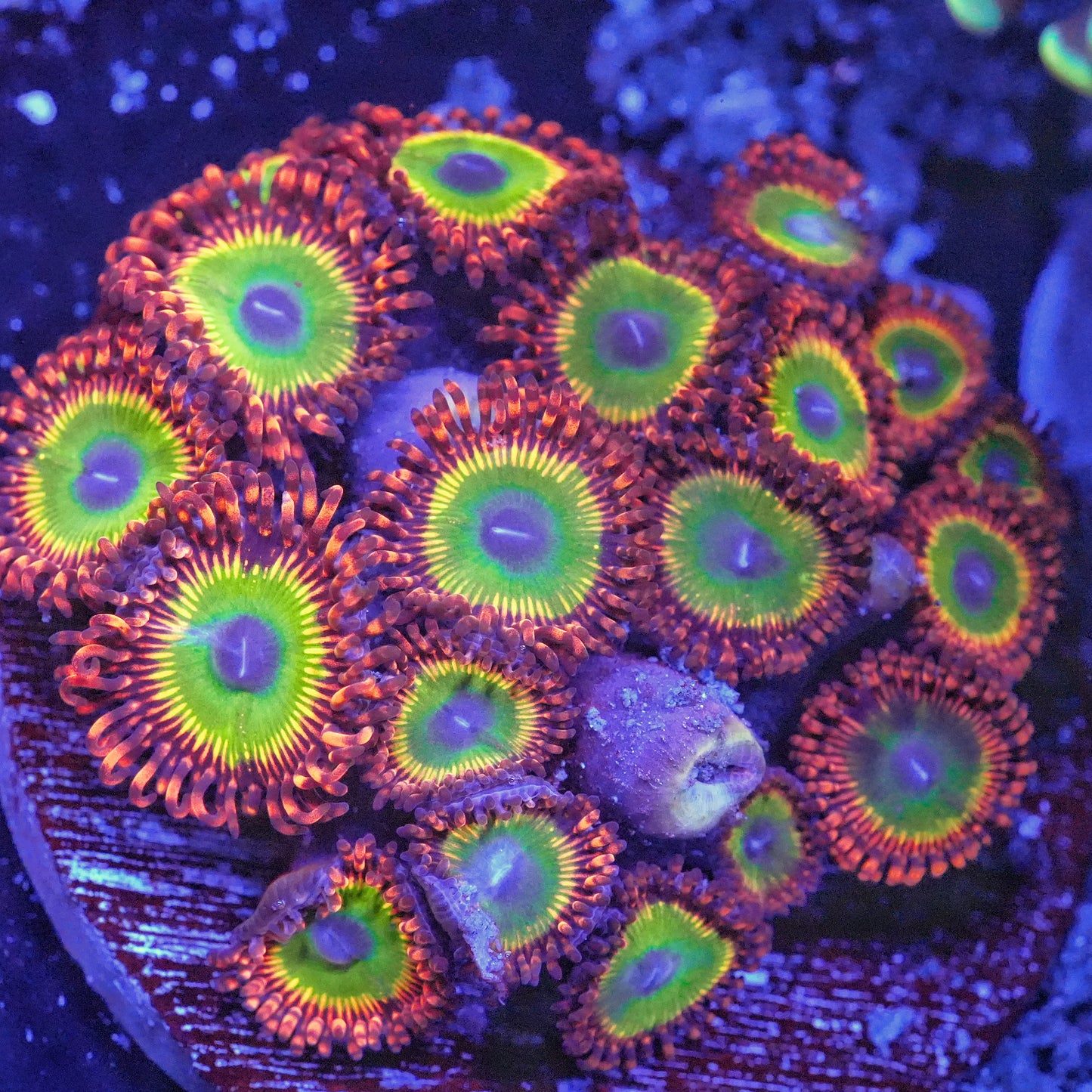 Bowser Zoanthids Frag (CUT TO ORDER)
