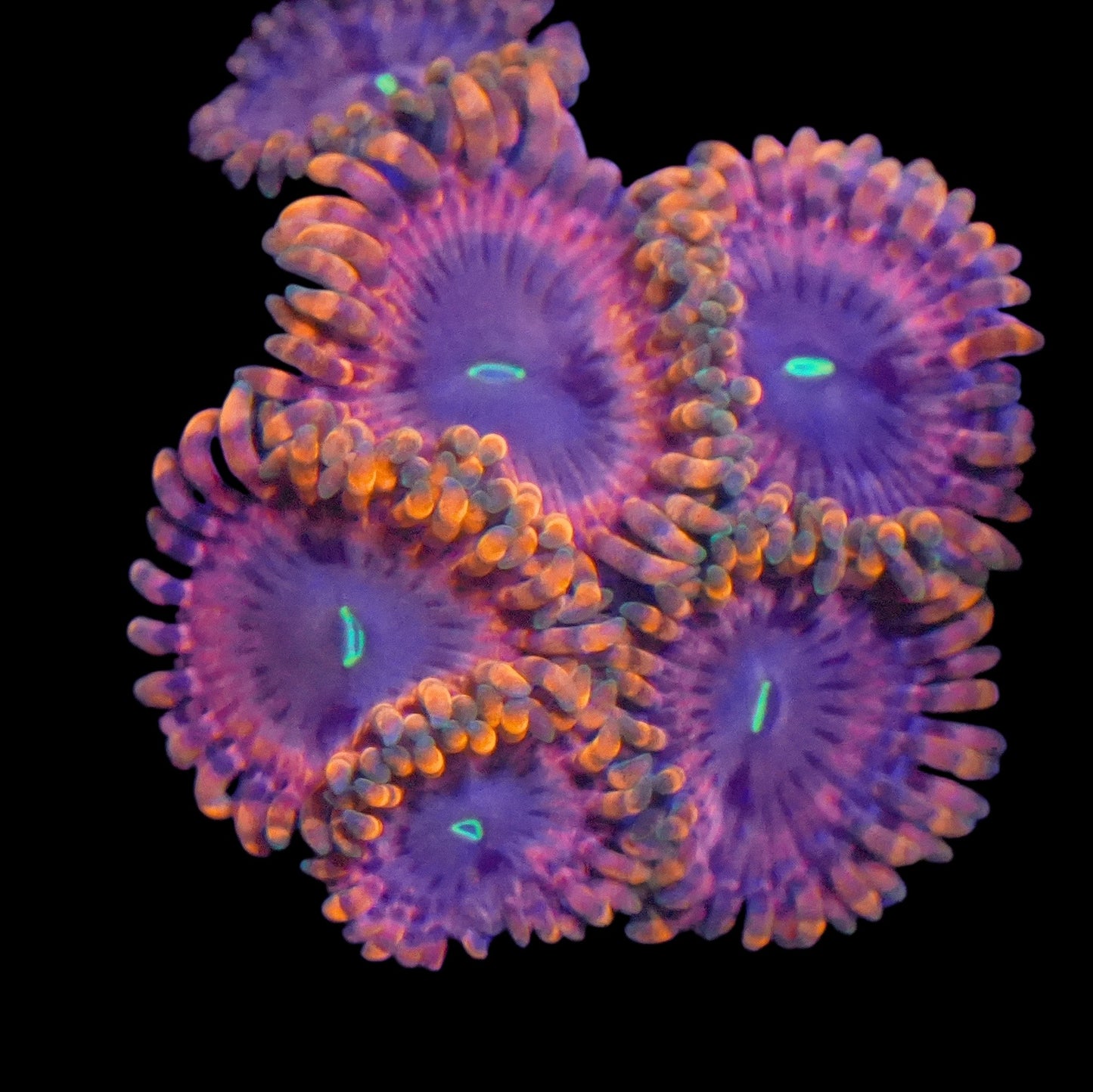 WYSIWYG Fairy Fart Zoanthids Frag