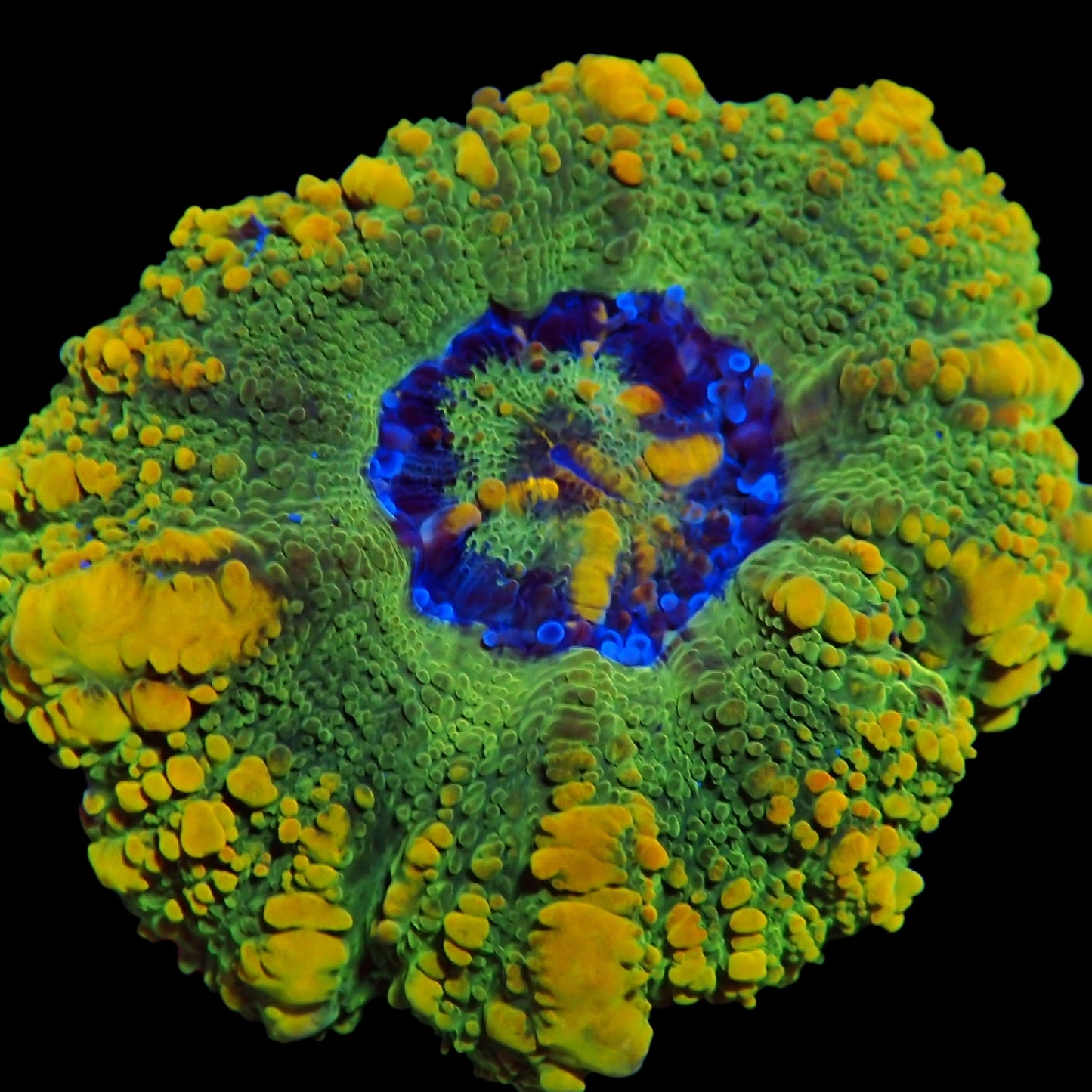 WYSIWYG Aussie BioHazard Button Scolymia LPS Coral