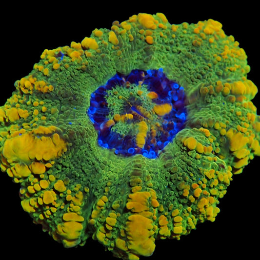 WYSIWYG Aussie BioHazard Button Scolymia LPS Coral