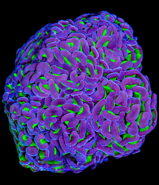 WYSIWYG Aussie Neon Green Purple Tip Branching Hammer LPS Colony (3H)