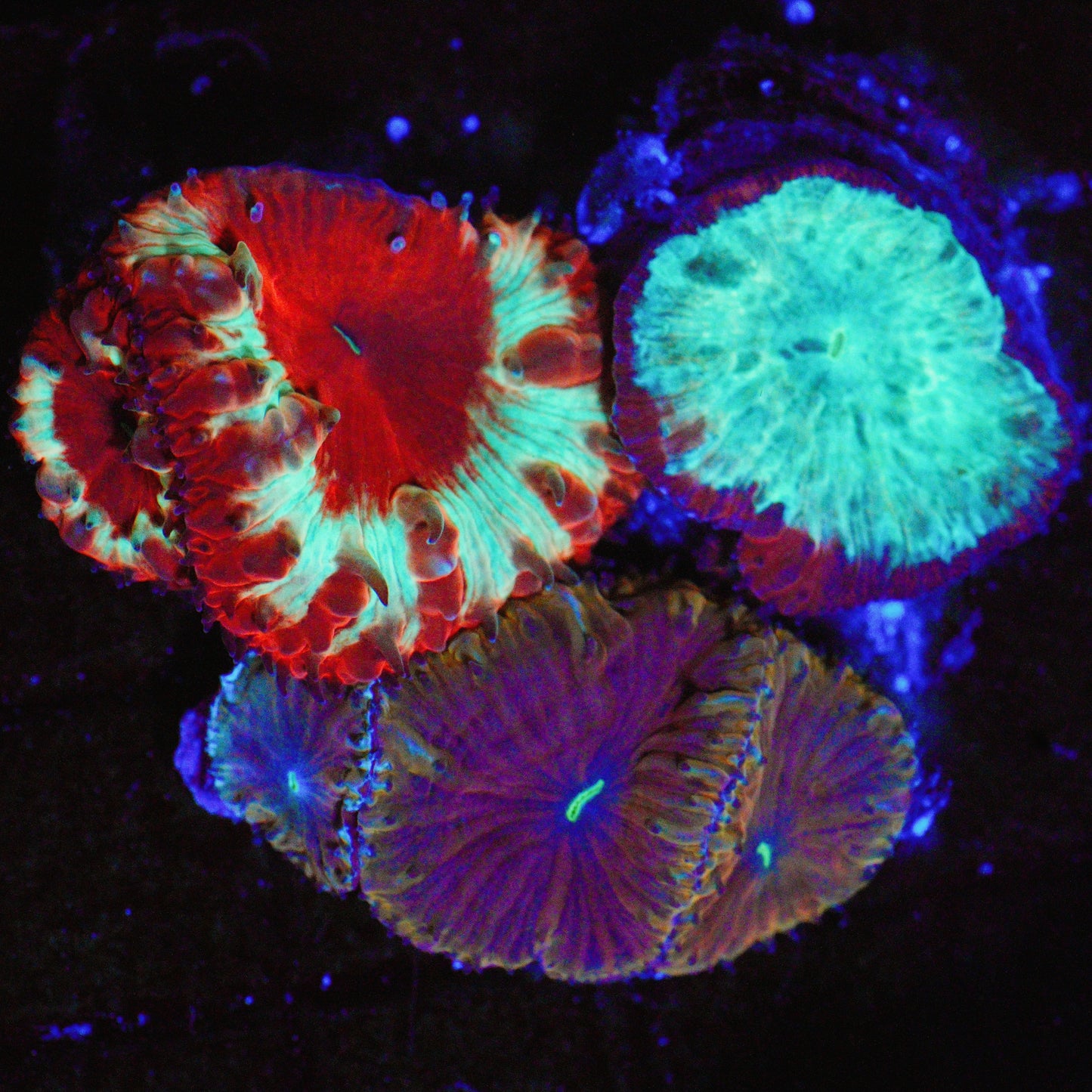 WYSIWYG Triple Threat Blastomussa LPS Coral Garden