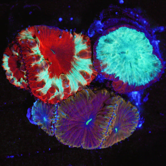 WYSIWYG Triple Threat Blastomussa LPS Coral Garden