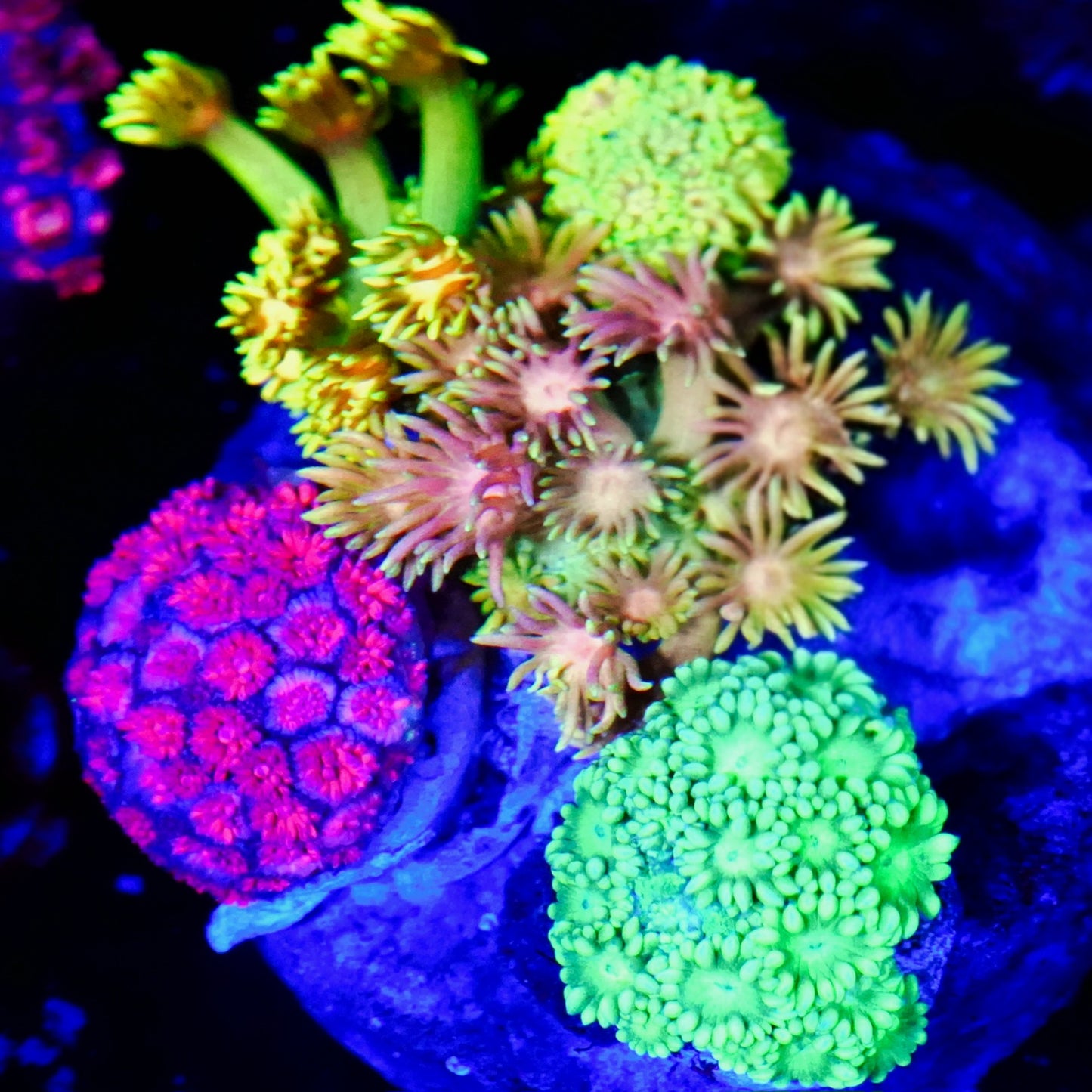 WYSIWYG Goniopora LPS Garden