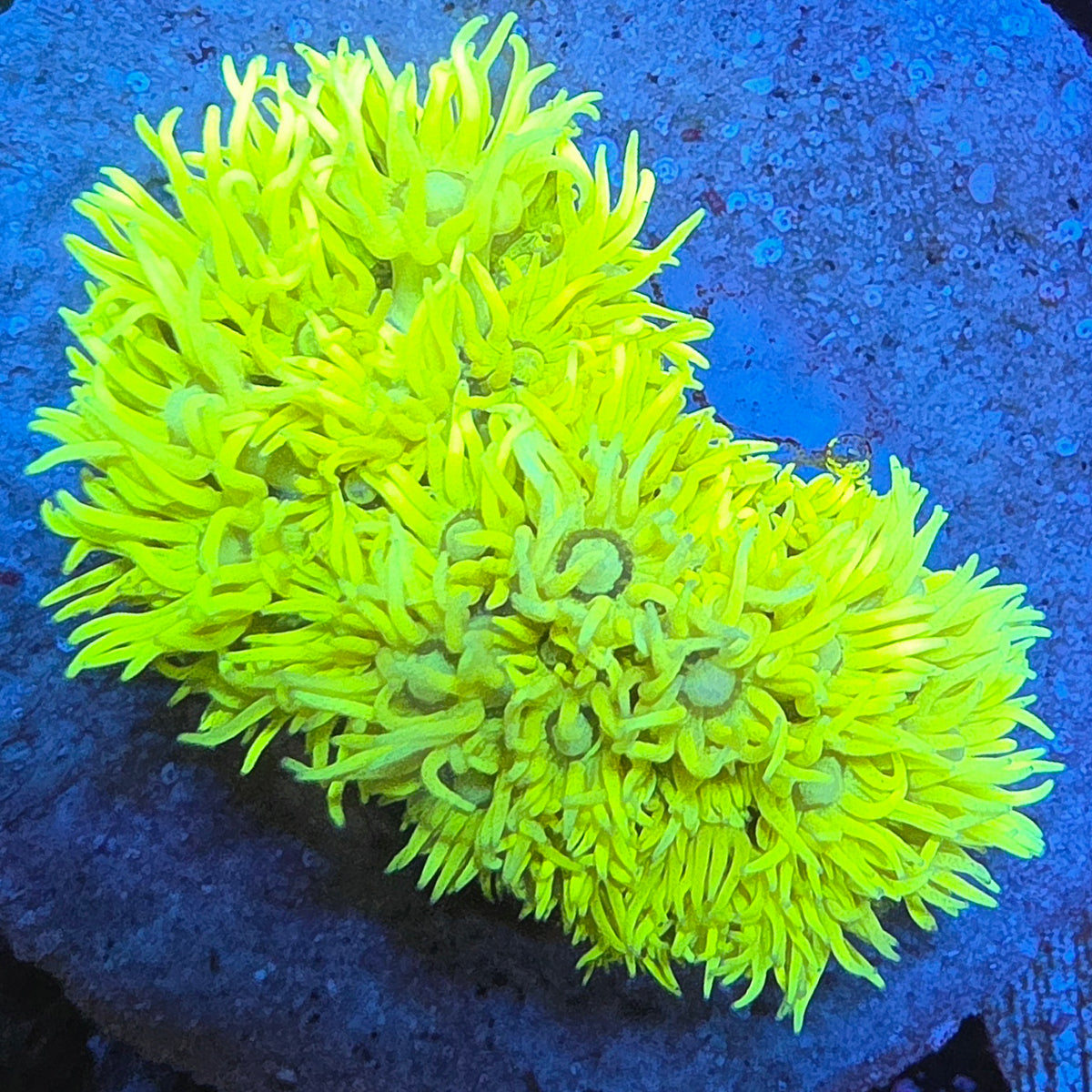 WYSIWYG Toxic Grinch Goniopora LPS Mini Colony