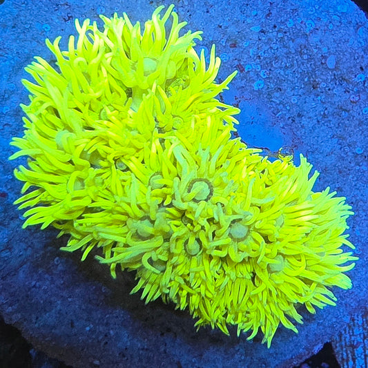 WYSIWYG Toxic Grinch Goniopora LPS Mini Colony