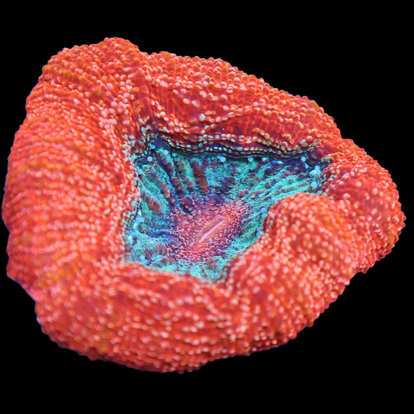 WYSIWYG Charmander Bowerbanki LPS Frag
