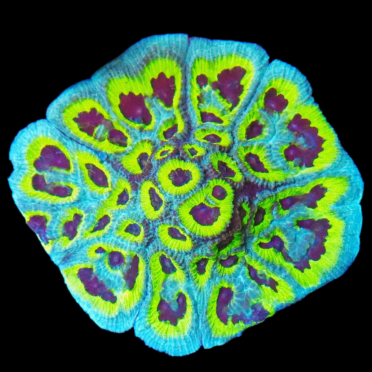 ECC Slightly Sinister Favia LPS Coral Frag (CUT TO ORDER)