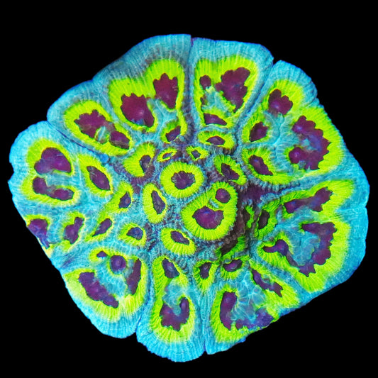 ECC Slightly Sinister Favia LPS Coral Frag (CUT TO ORDER)