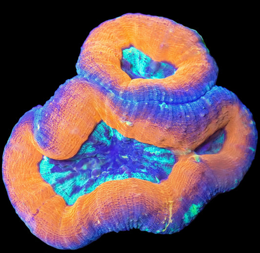 WYSIWYG Aussie Dragons Breath Lobophyllia LPS Coral