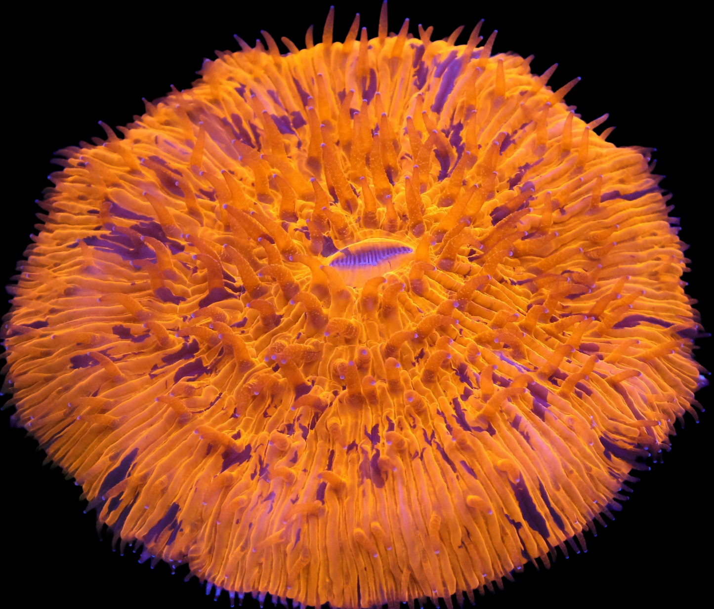 WYSIWYG Indo Orange Deadpool Fungia Plate LPS Coral (L)
