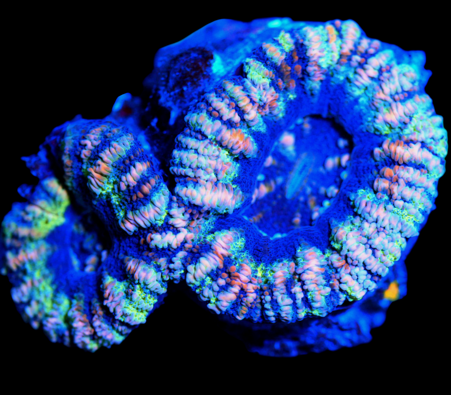 WYSIWYG Double Polyp Button Scolymia LPS Coral